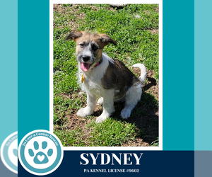 Mutt Dogs for adoption in Kimberton, PA, USA