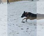 Small #5 German Shepherd Dog