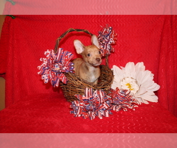 Medium Photo #11 Chihuahua Puppy For Sale in CHARLESTON, AR, USA