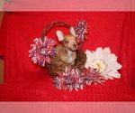 Small Photo #11 Chihuahua Puppy For Sale in CHARLESTON, AR, USA