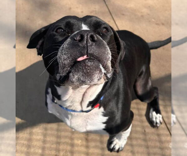 Medium Photo #20 American Staffordshire Terrier-Unknown Mix Puppy For Sale in Muskegon, MI, USA