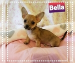 Small Photo #2 Chihuahua Puppy For Sale in MANSFIELD, TX, USA