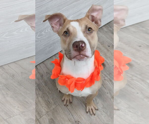 Medium Photo #7 Mutt Puppy For Sale in Murfreesboro, NC, USA