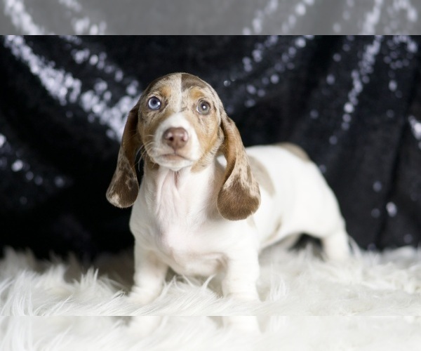Medium Photo #3 Dachshund Puppy For Sale in WARSAW, IN, USA
