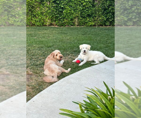 Medium Photo #9 Labrador Retriever Puppy For Sale in Dana Point, CA, USA