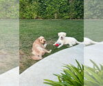 Small #8 Labrador Retriever