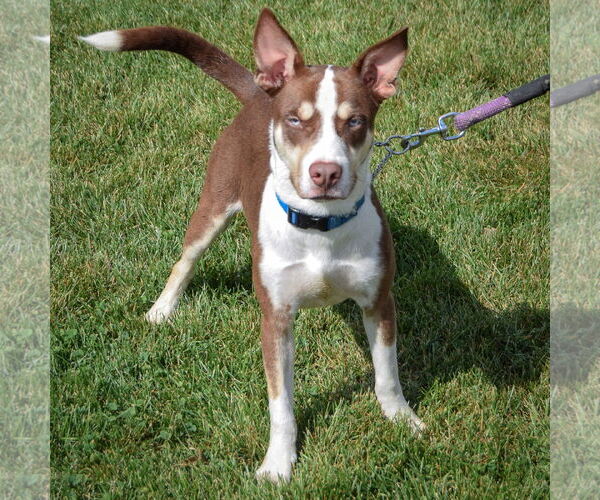 Medium Photo #4 Gerberian Shepsky Puppy For Sale in Huntley, IL, USA