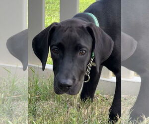 German Shorthaired Pointer-Great Dane Mix Dogs for adoption in Valrico, FL, USA