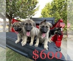 Small Photo #9 German Shepherd Dog Puppy For Sale in FORT WORTH, TX, USA