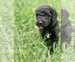 Small Photo #11 Sheepadoodle Puppy For Sale in BURLINGTON, KY, USA