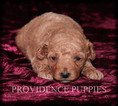 Small Photo #6 Poodle (Miniature) Puppy For Sale in COPPOCK, IA, USA