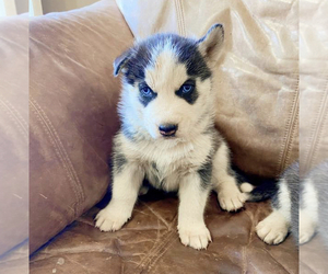 Siberian Husky Puppy for sale in BLACK FOREST, CO, USA