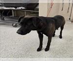 Small Labrador Retriever Mix