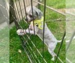 Small #1 Shih Tzu Mix