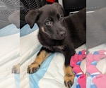 Small #5 Mutt