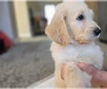 Small #4 Goldendoodle