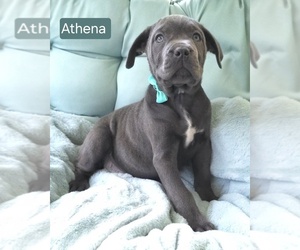 Cane Corso Puppy for sale in MINERAL WELLS, WV, USA