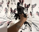 Puppy Red Cane Corso