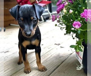 Miniature Pinscher Puppy for Sale in ACCIDENT, Maryland USA