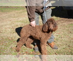 Small Photo #1 Goldendoodle (Miniature) Puppy For Sale in HULL, GA, USA