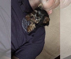 Yorkshire Terrier Puppy for sale in AUSTELL, GA, USA