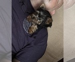 Small Yorkshire Terrier
