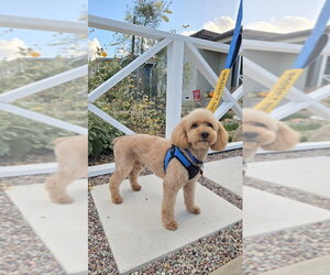 Poodle (Miniature) Dogs for adoption in San Diego, CA, USA