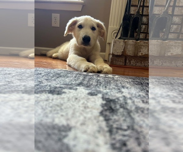 Medium Photo #1 Great Pyrenees-Unknown Mix Puppy For Sale in Fenton, MO, USA