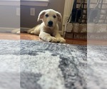 Nash - Male Great Pyrenees-Unknown Mix Dog for Adoption - Small photo