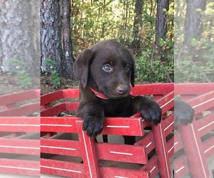 Labradoodle-Labrador Retriever Mix Puppy for sale in RUTHERFORDTON, NC, USA