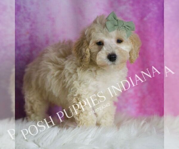 Medium Photo #21 Maltipoo (Miniature) Puppy For Sale in WARSAW, IN, USA