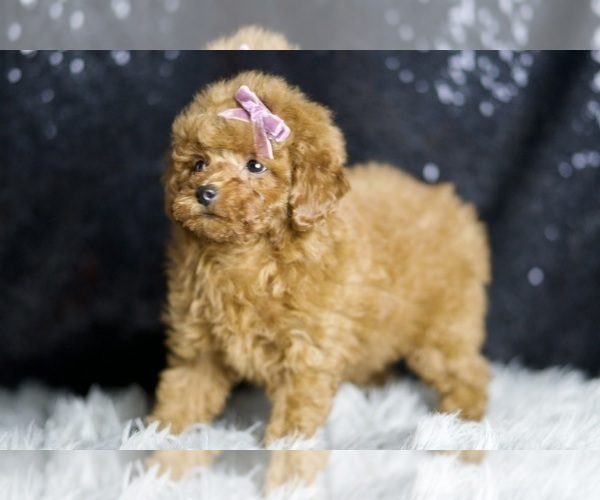 Medium Photo #8 Poodle (Miniature) Puppy For Sale in WARSAW, IN, USA