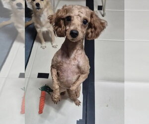CHIO - Male Poodle (Toy) Dog for Adoption - Photo #3
