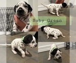 Puppy Baby Green Dalmatian