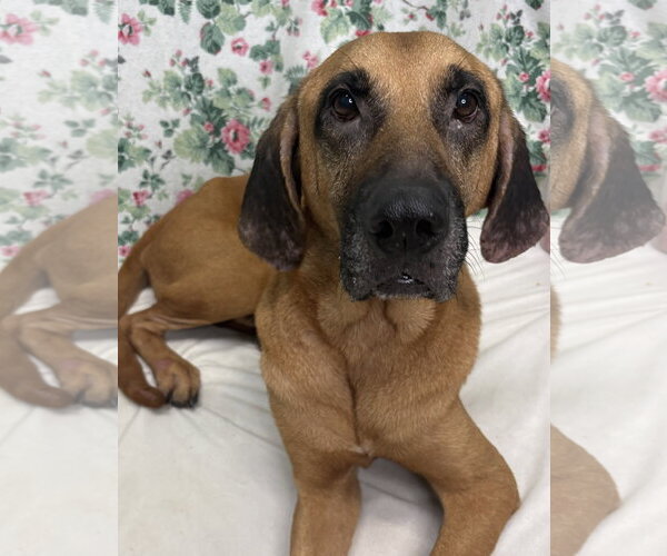 Medium Photo #1 Mutt Puppy For Sale in Wetumpka, AL, USA
