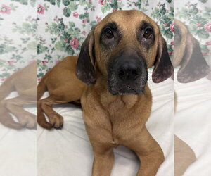 Mutt Dogs for adoption in Wetumpka, AL, USA