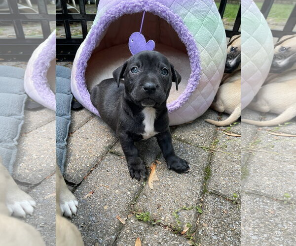 Medium Photo #20 Mutt Puppy For Sale in Derwood, MD, USA