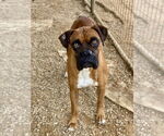 Small #1 Boxer