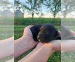 Small #5 Labrador Retriever
