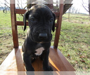 Great Dane Puppy for sale in TOLEDO, OH, USA