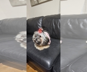 Mother of the Cock-A-Tzu puppies born on 12/06/2025