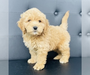Golden Retriever-Poodle (Toy) Mix Puppy for sale in CINCINNATI, OH, USA