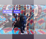 Small Labrador Retriever Mix