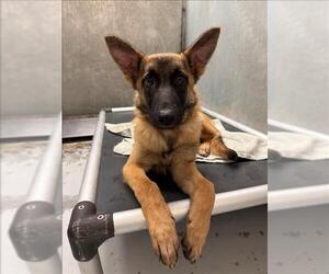 Mutt Dogs for adoption in Conroe, TX, USA