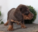 Small #10 Dachshund