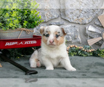 Small Photo #21 Pembroke Welsh Corgi Puppy For Sale in LEOLA, PA, USA