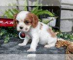 Small Photo #19 Cavalier King Charles Spaniel Puppy For Sale in NARVON, PA, USA
