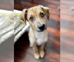Small Mutt