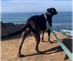 Small Photo #2 Catahoula Leopard Dog-Labrador Retriever Mix Puppy For Sale in San Diego, CA, USA