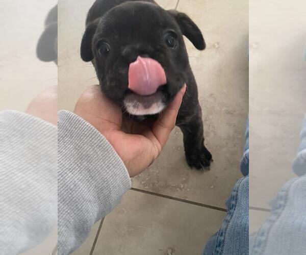 Medium Photo #13 French Bulldog Puppy For Sale in KENDALL, FL, USA